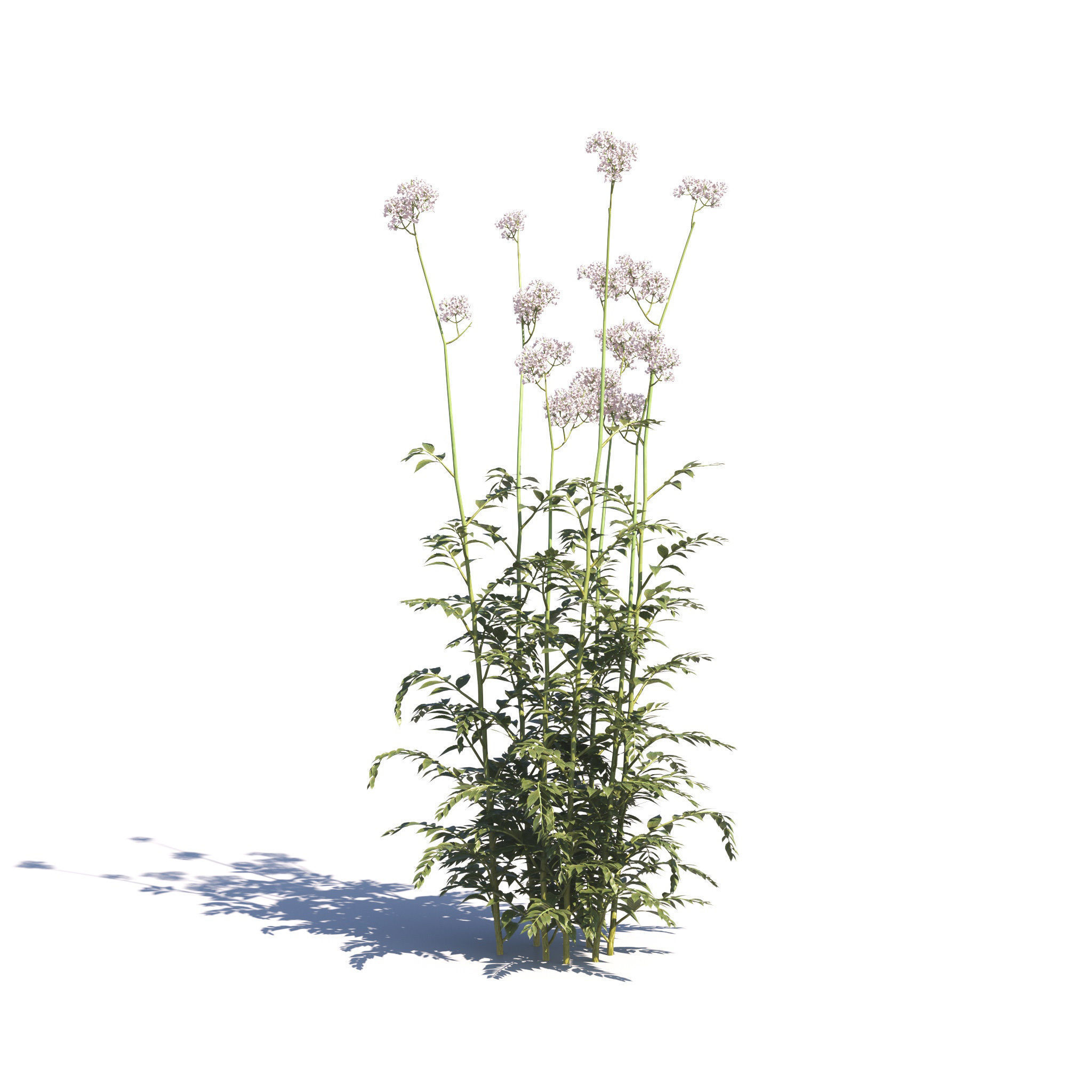 Archmodels vol 275 for c4d - garden plants 3D model_26