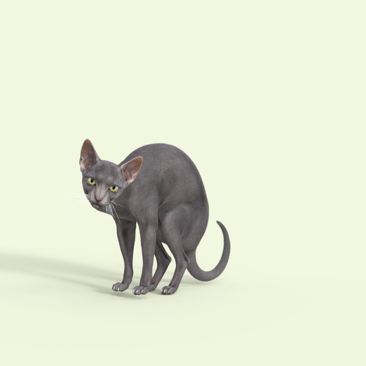 3D Hairless Cat Rigged 3D model_16