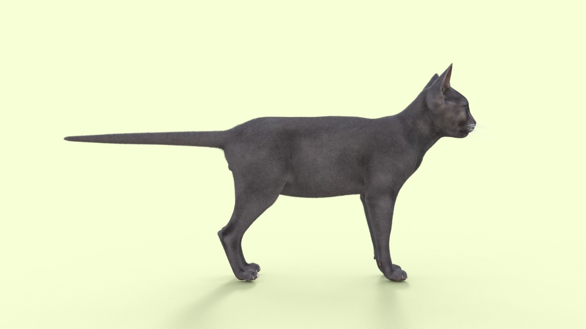 3D Hairless Cat Rigged 3D model_31