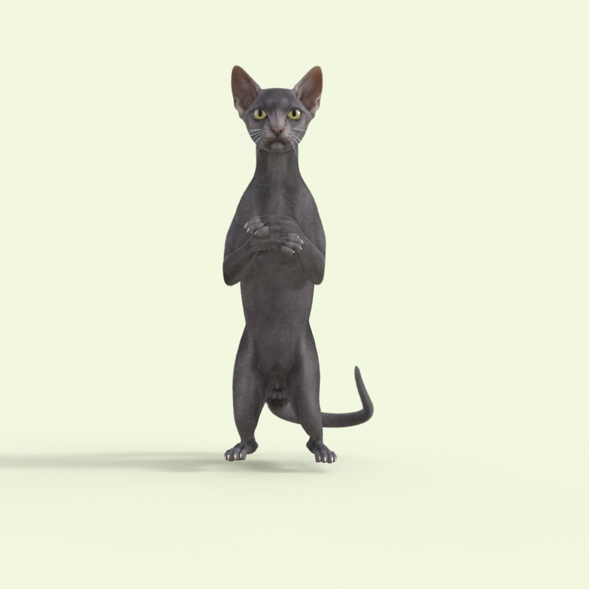 3D Hairless Cat Rigged 3D model_20