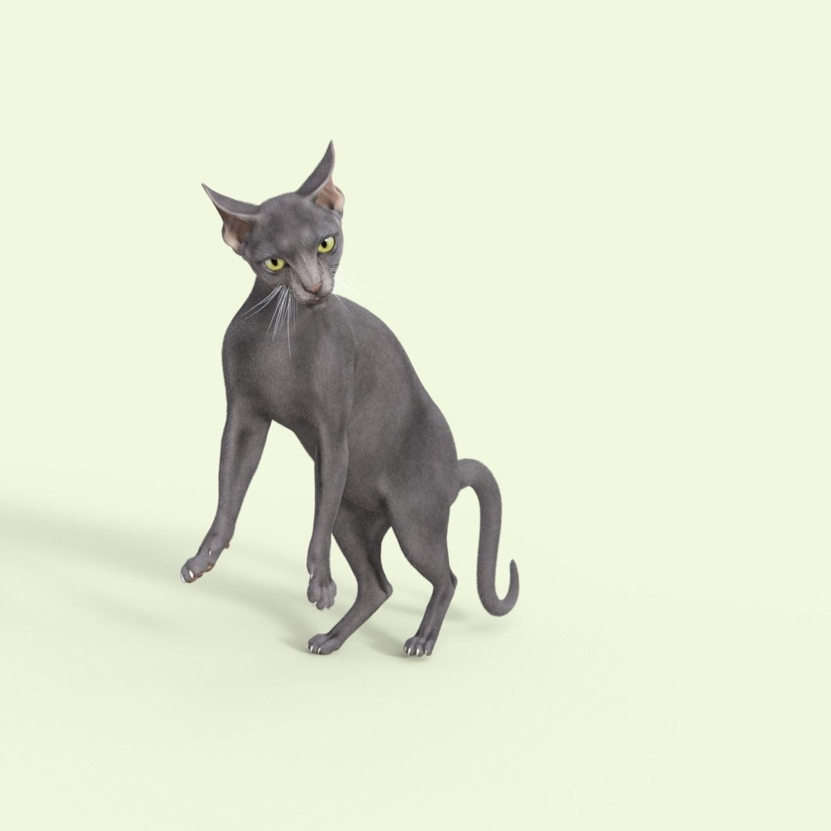 3D Hairless Cat Rigged 3D model_21