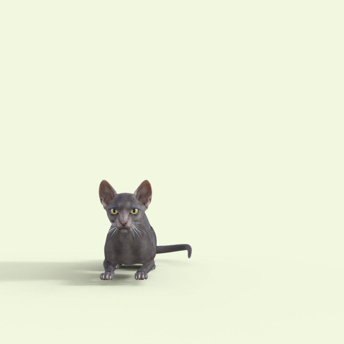 3D Hairless Cat Rigged 3D model_14
