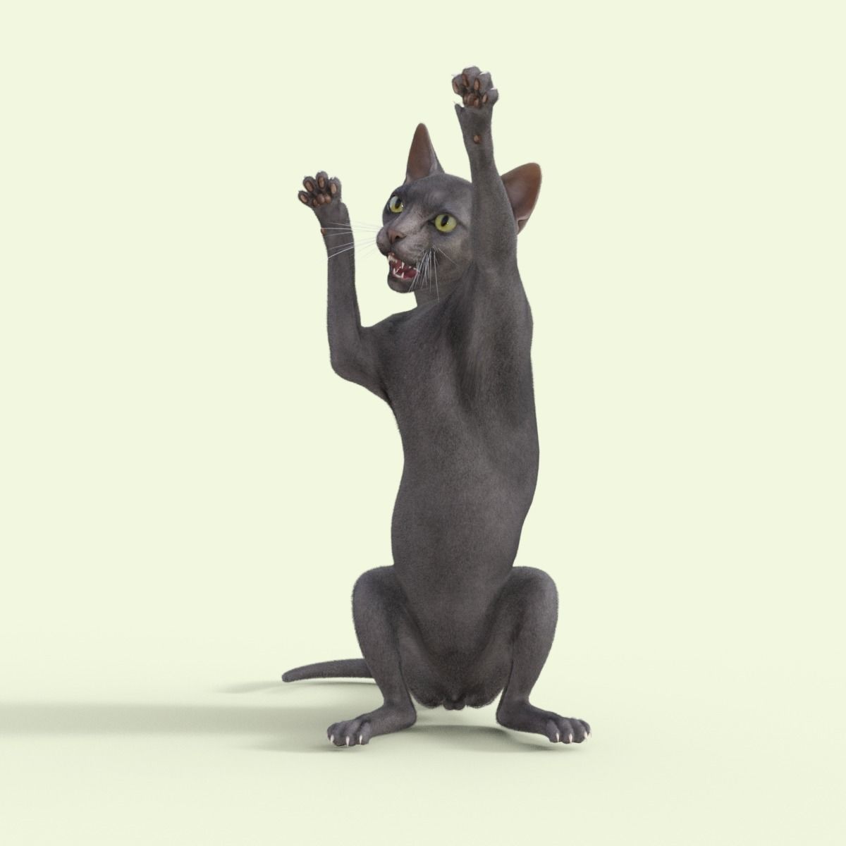 3D Hairless Cat Rigged 3D model_24