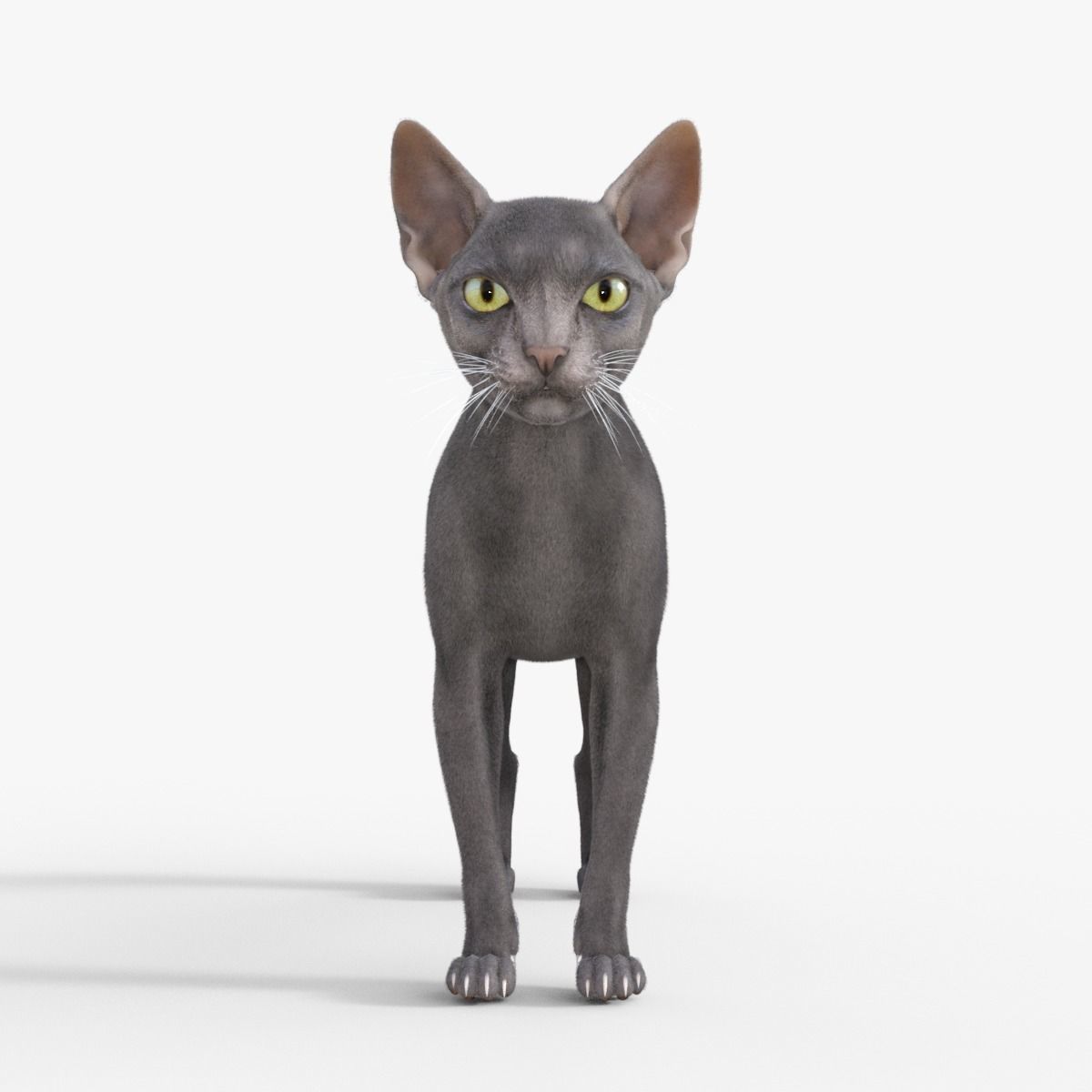 3D Hairless Cat Rigged 3D model_1