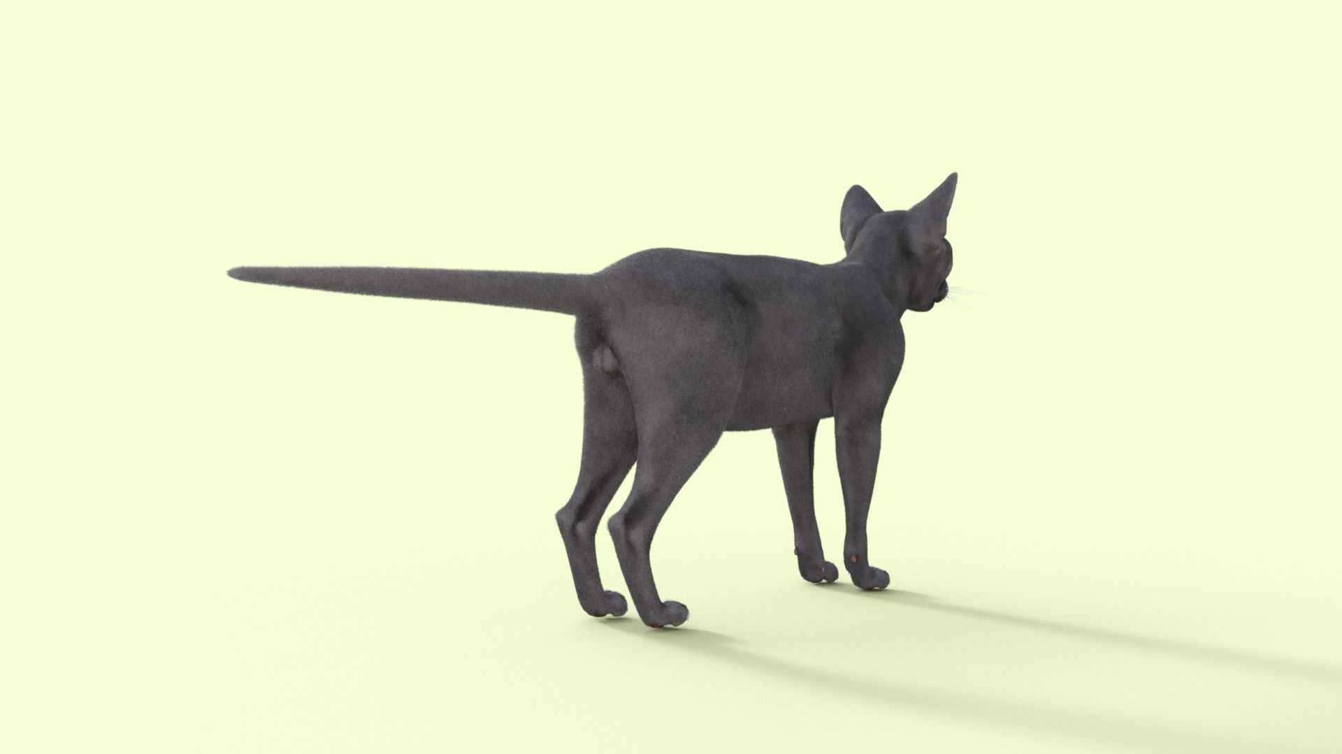 3D Hairless Cat Rigged 3D model_30