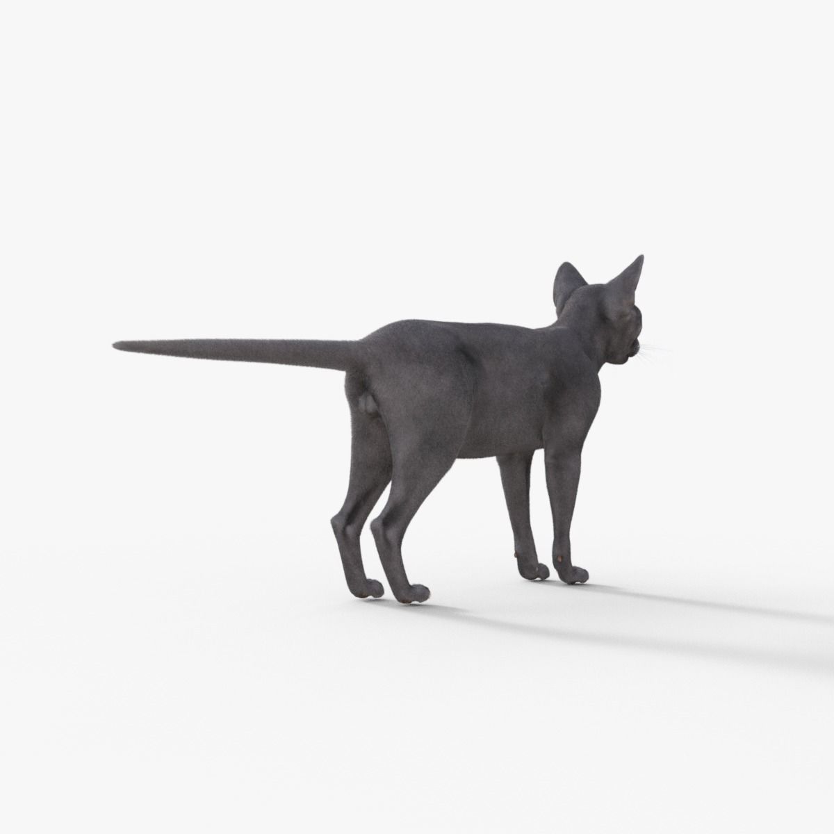3D Hairless Cat Rigged 3D model_6