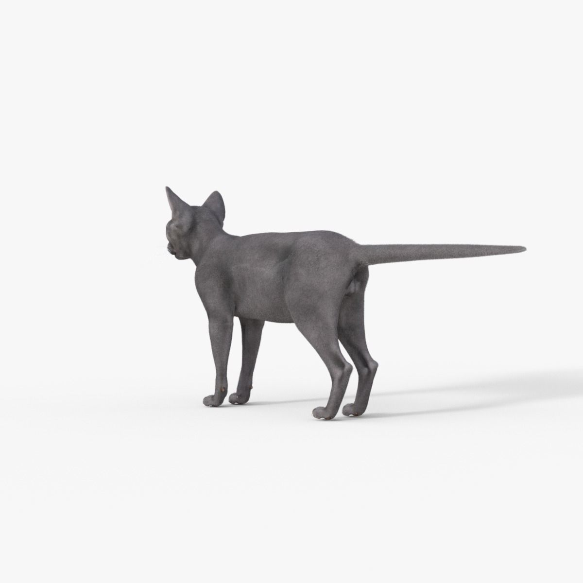 3D Hairless Cat Rigged 3D model_12