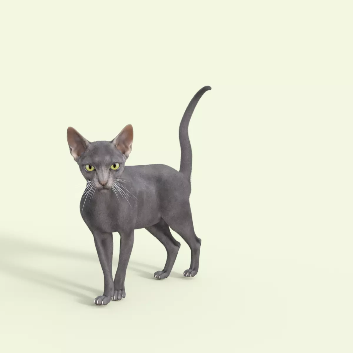 3D Hairless Cat Rigged 3D model_0