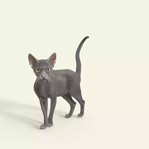 3D Hairless Cat Rigged