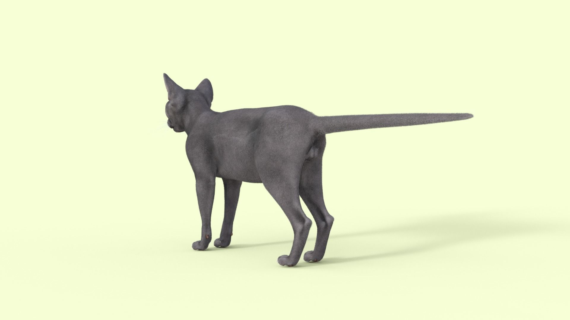 3D Hairless Cat Rigged 3D model_28