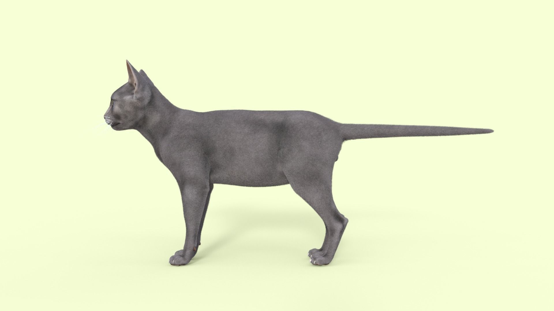 3D Hairless Cat Rigged 3D model_35