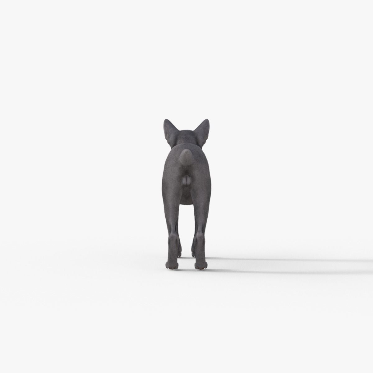 3D Hairless Cat Rigged 3D model_5