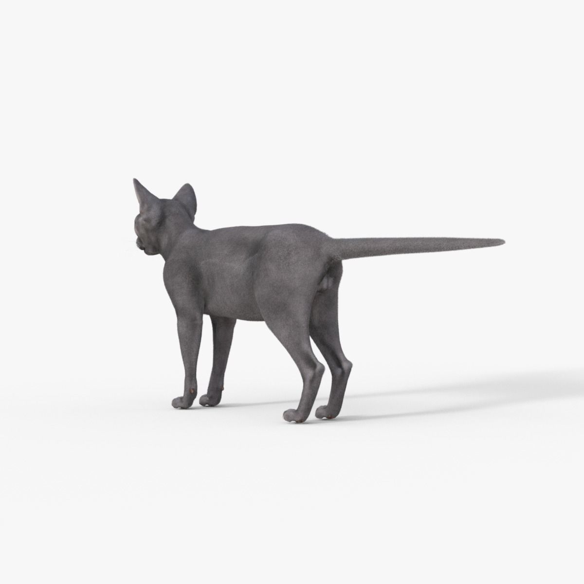 3D Hairless Cat Rigged 3D model_4