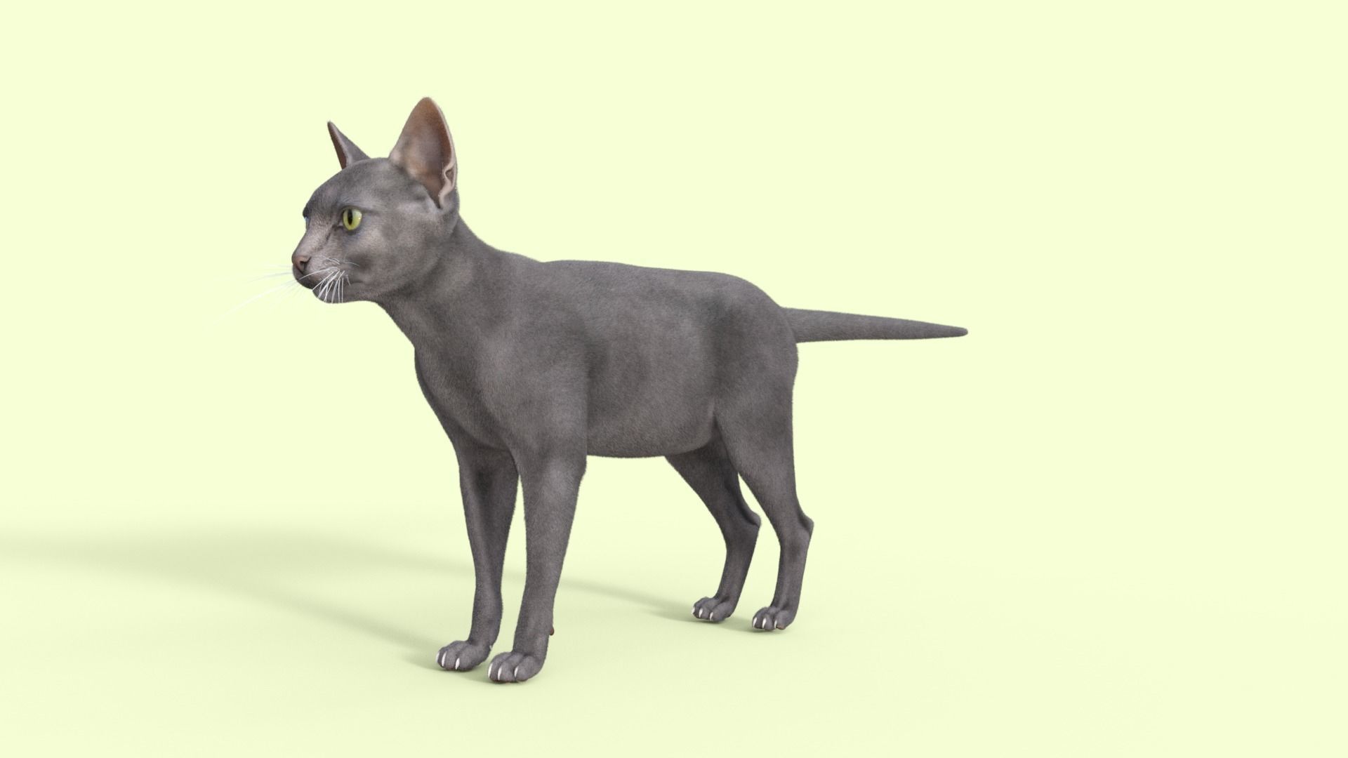 3D Hairless Cat Rigged 3D model_34