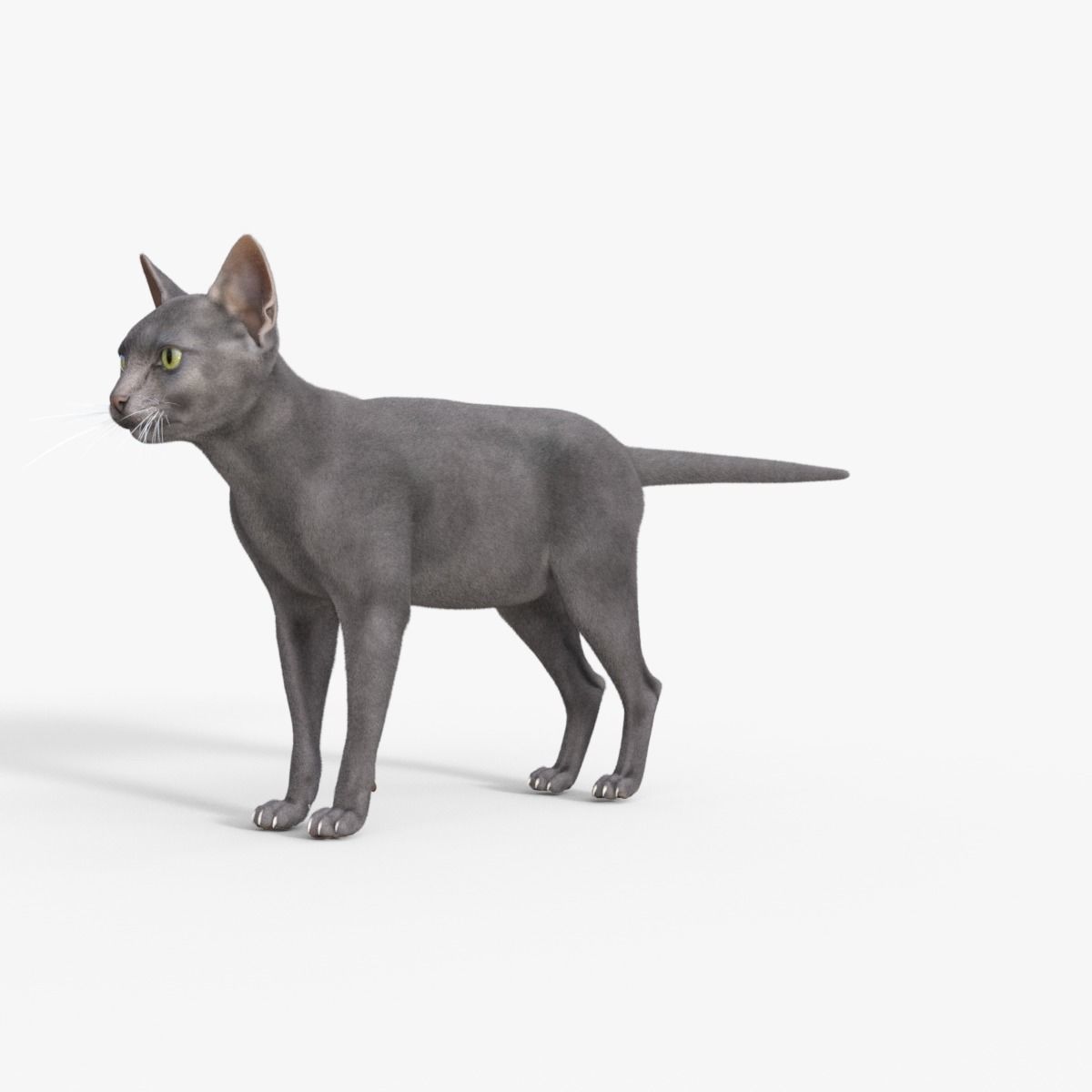 3D Hairless Cat Rigged 3D model_2