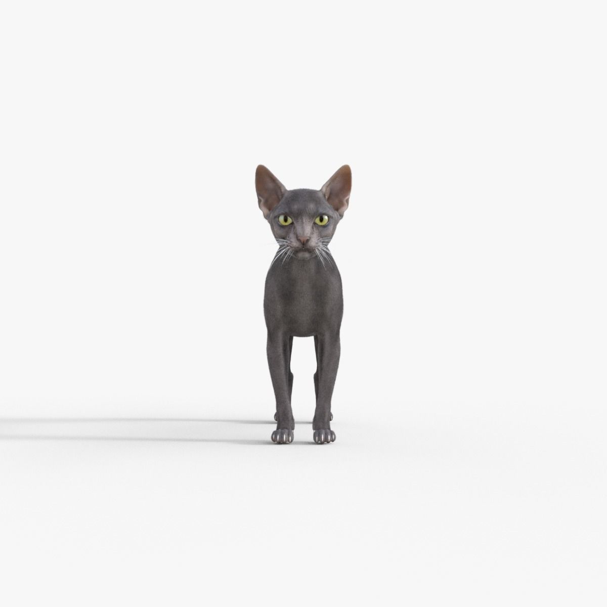 3D Hairless Cat Rigged 3D model_9