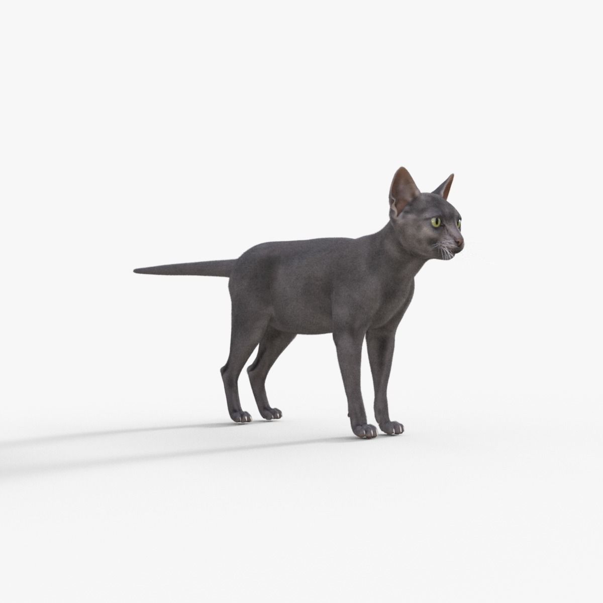 3D Hairless Cat Rigged 3D model_8