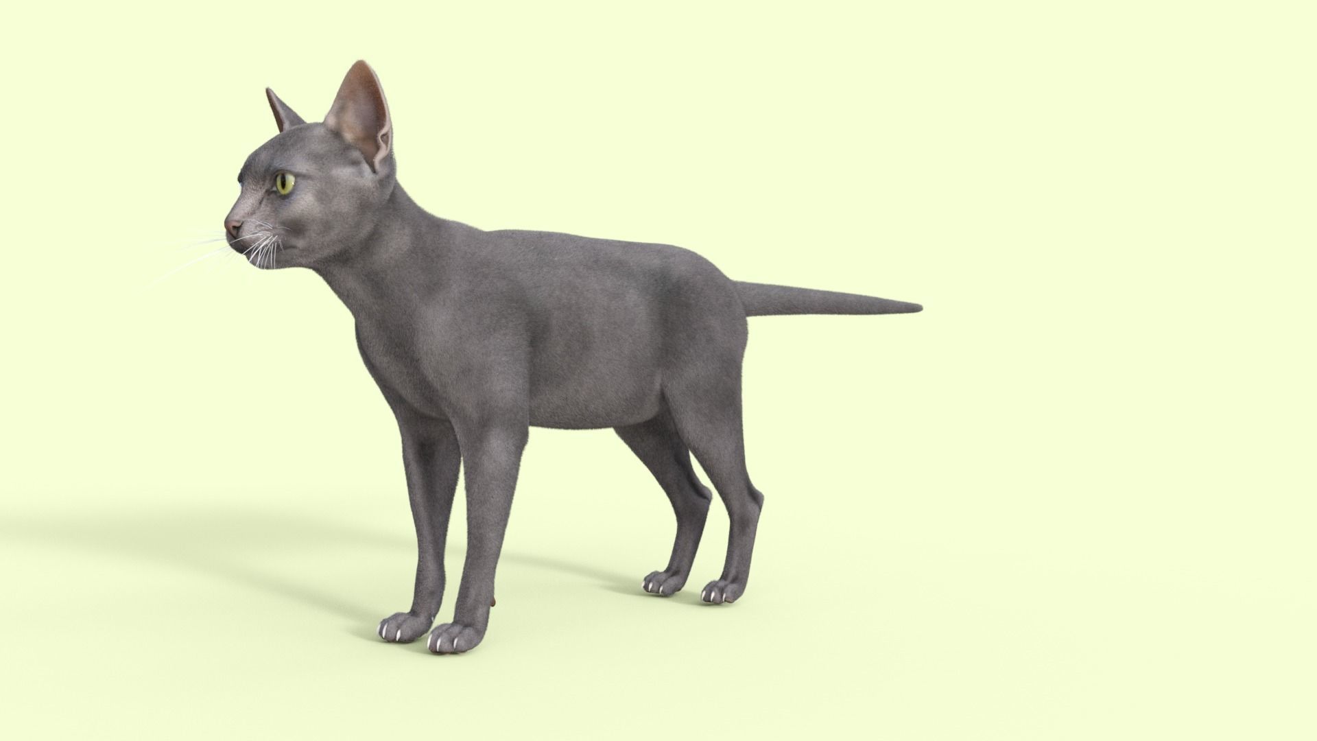 3D Hairless Cat Rigged 3D model_26