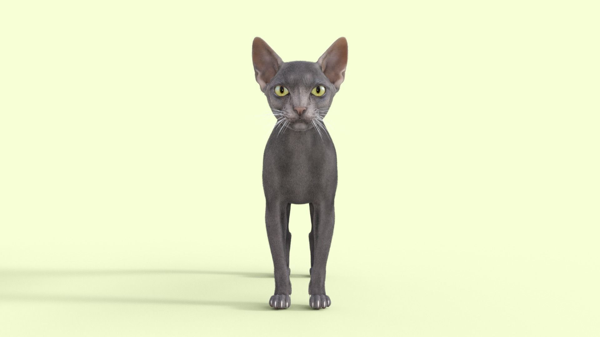 3D Hairless Cat Rigged 3D model_33