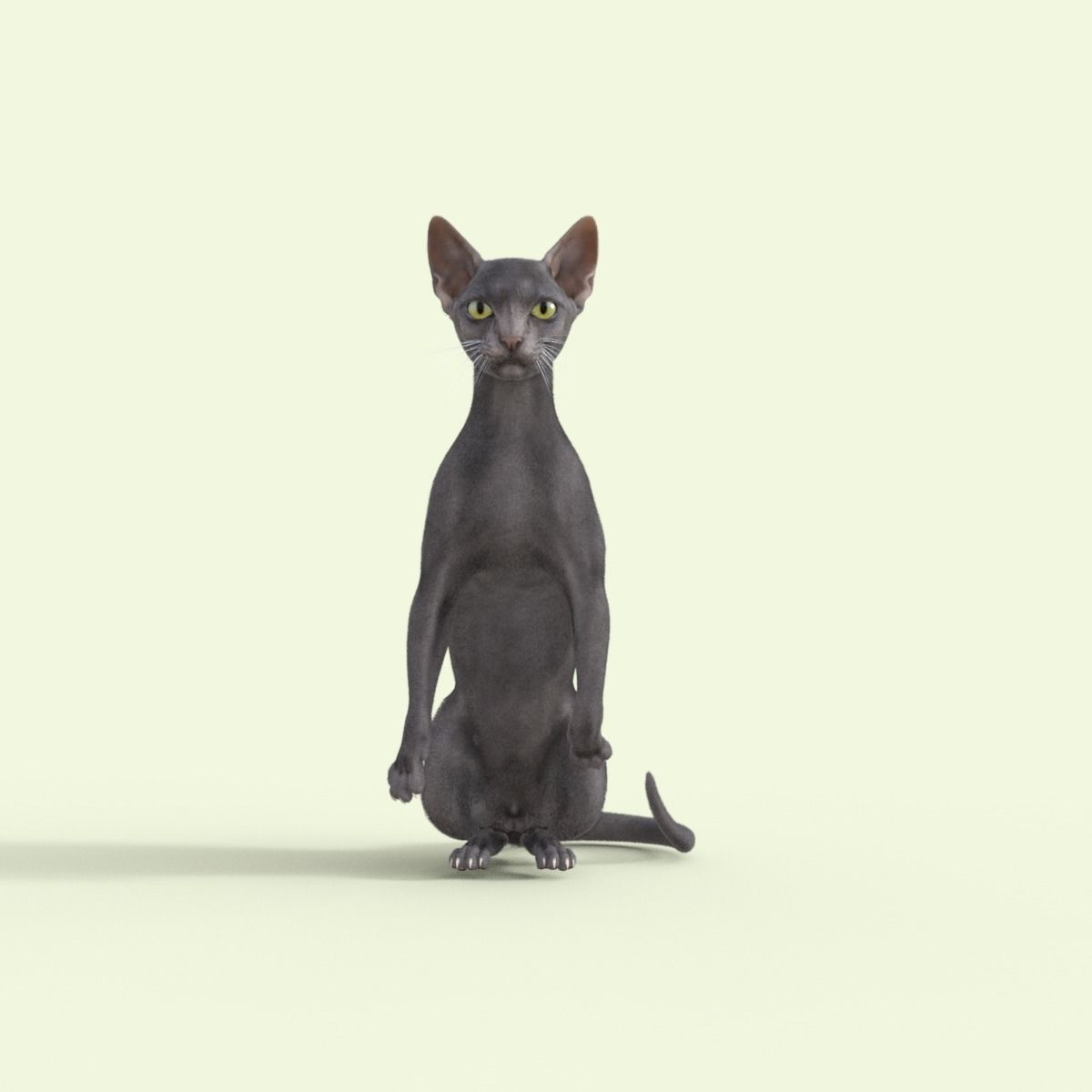 3D Hairless Cat Rigged 3D model_15