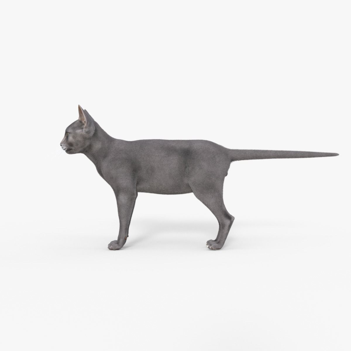 3D Hairless Cat Rigged 3D model_11