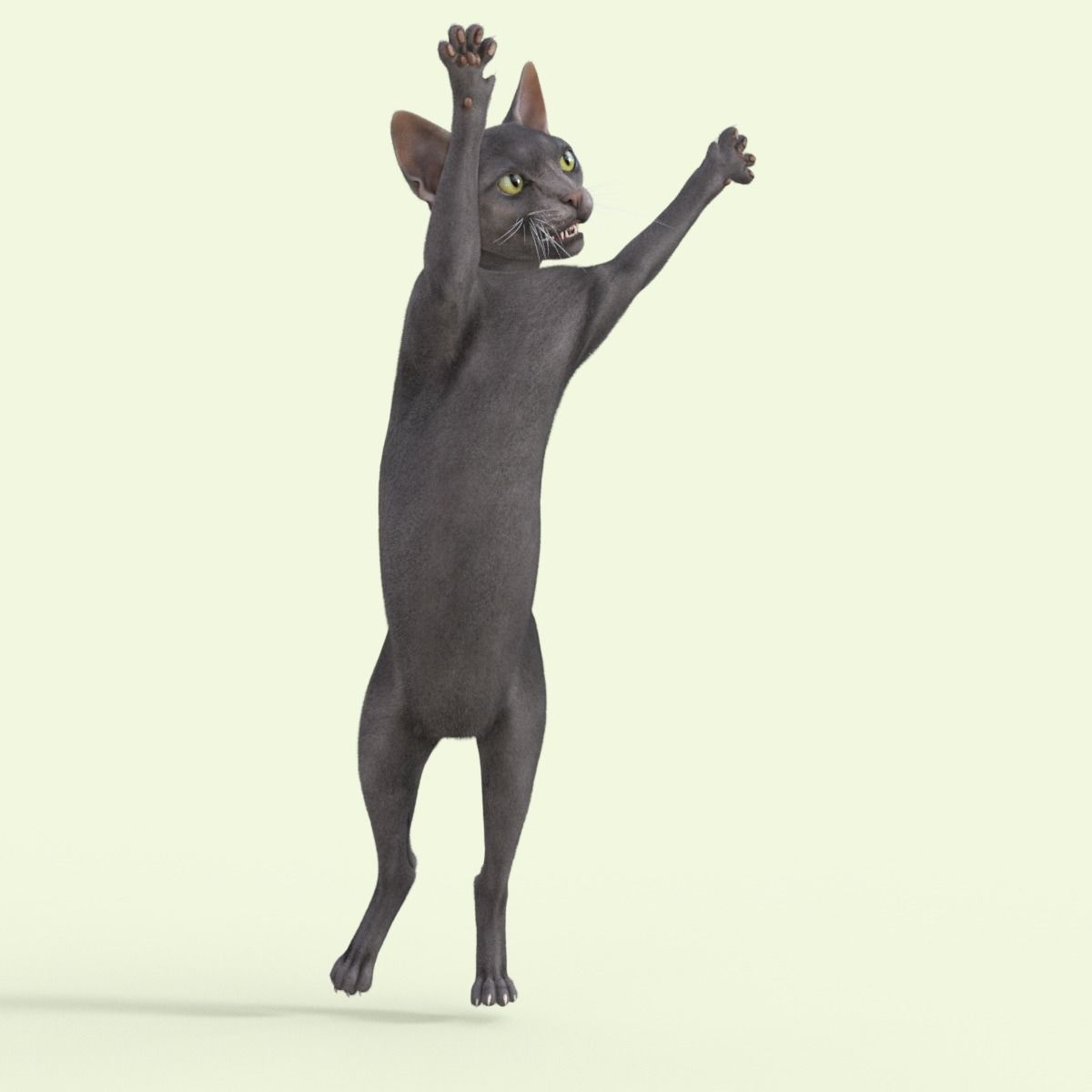 3D Hairless Cat Rigged 3D model_22