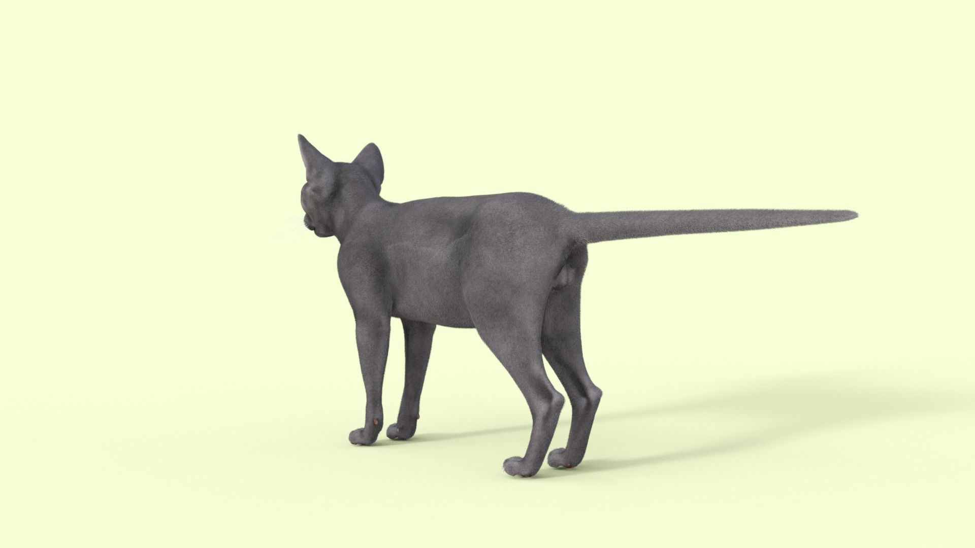 3D Hairless Cat Rigged 3D model_36