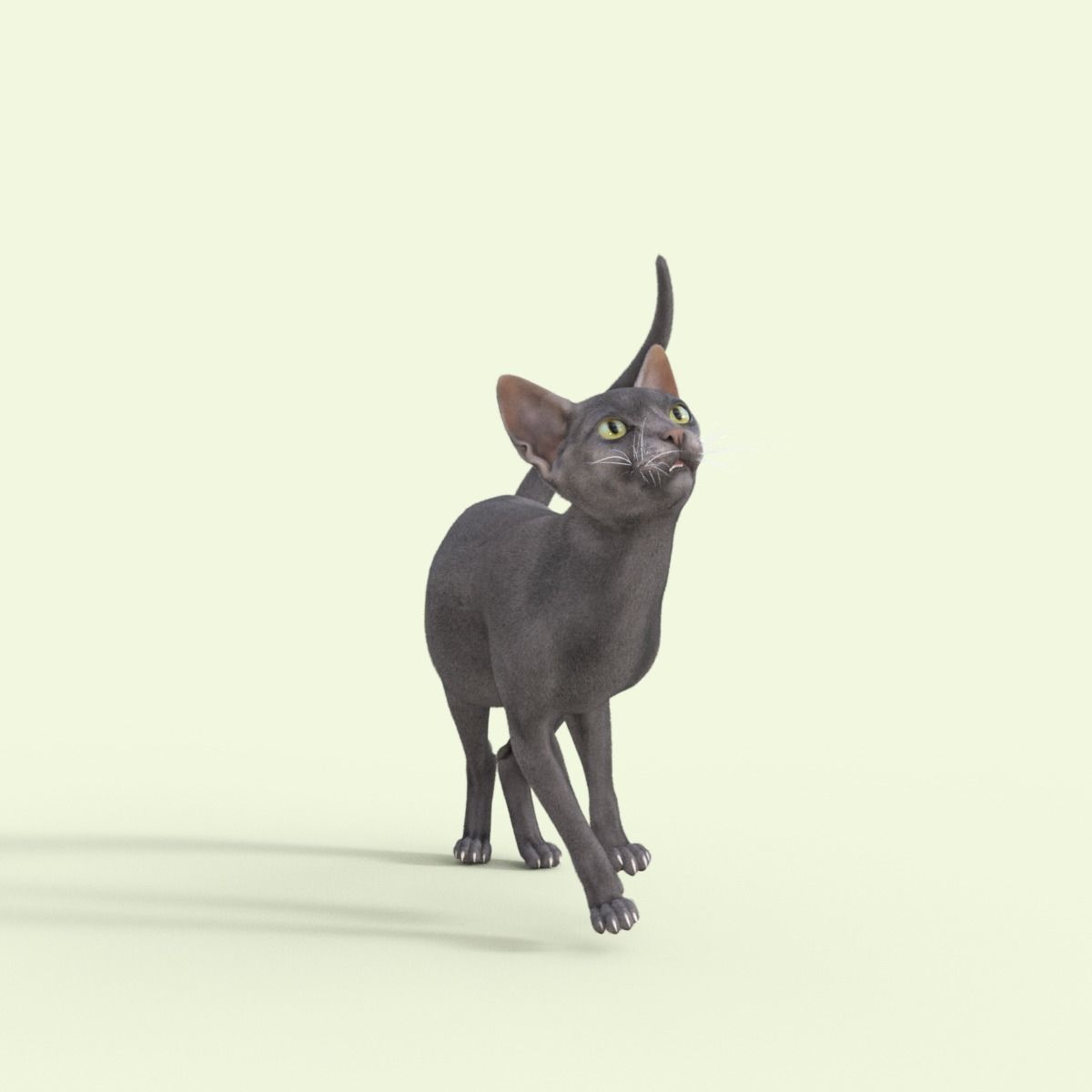 3D Hairless Cat Rigged 3D model_19