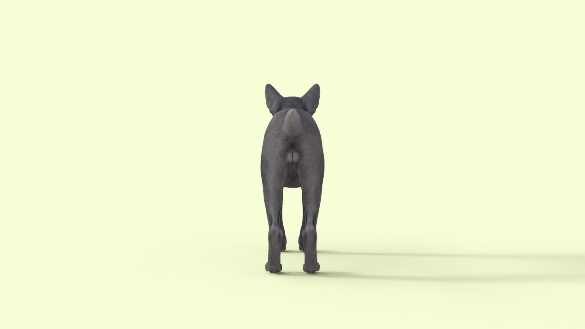3D Hairless Cat Rigged 3D model_29