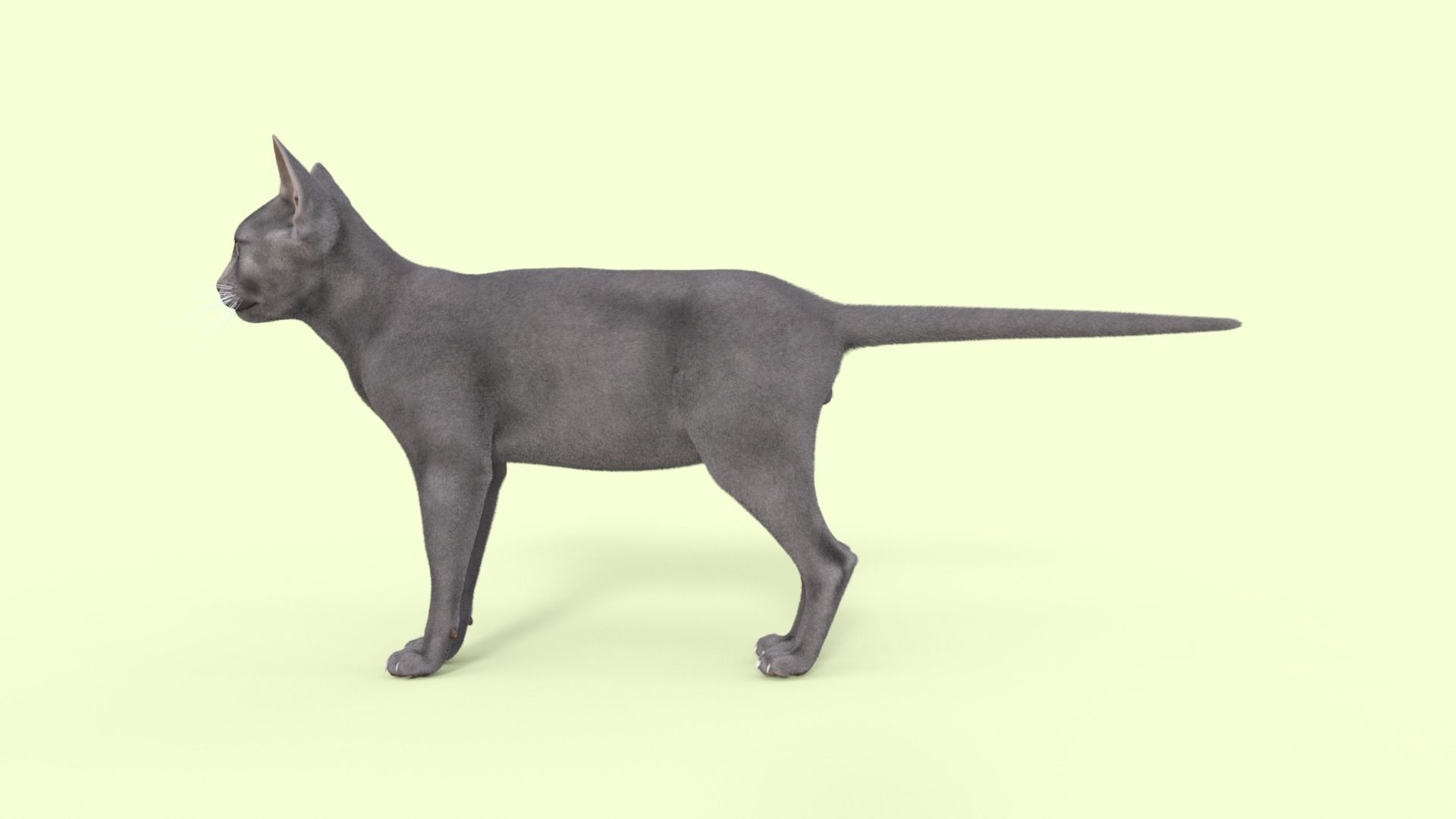 3D Hairless Cat Rigged 3D model_27
