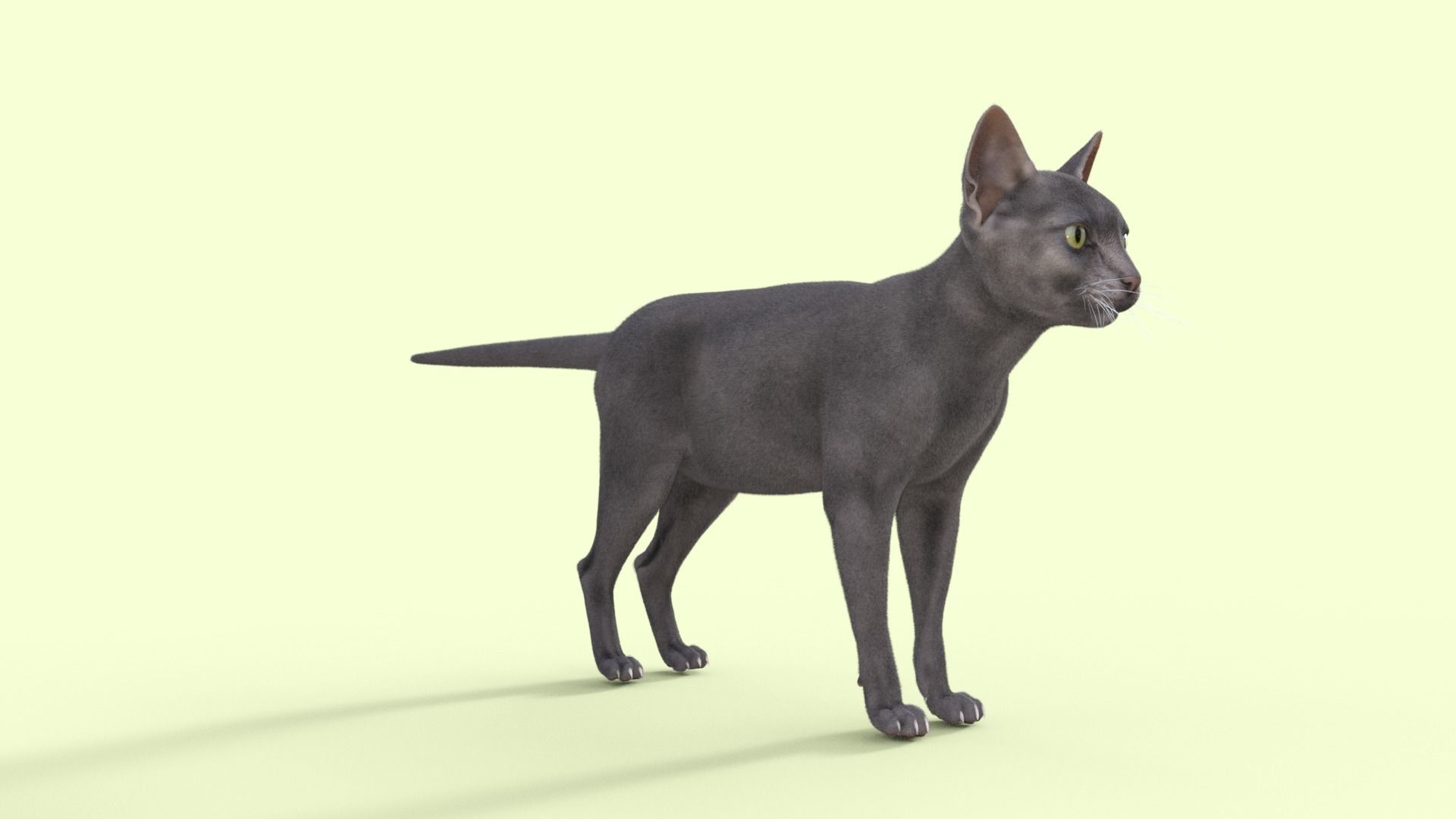 3D Hairless Cat Rigged 3D model_32