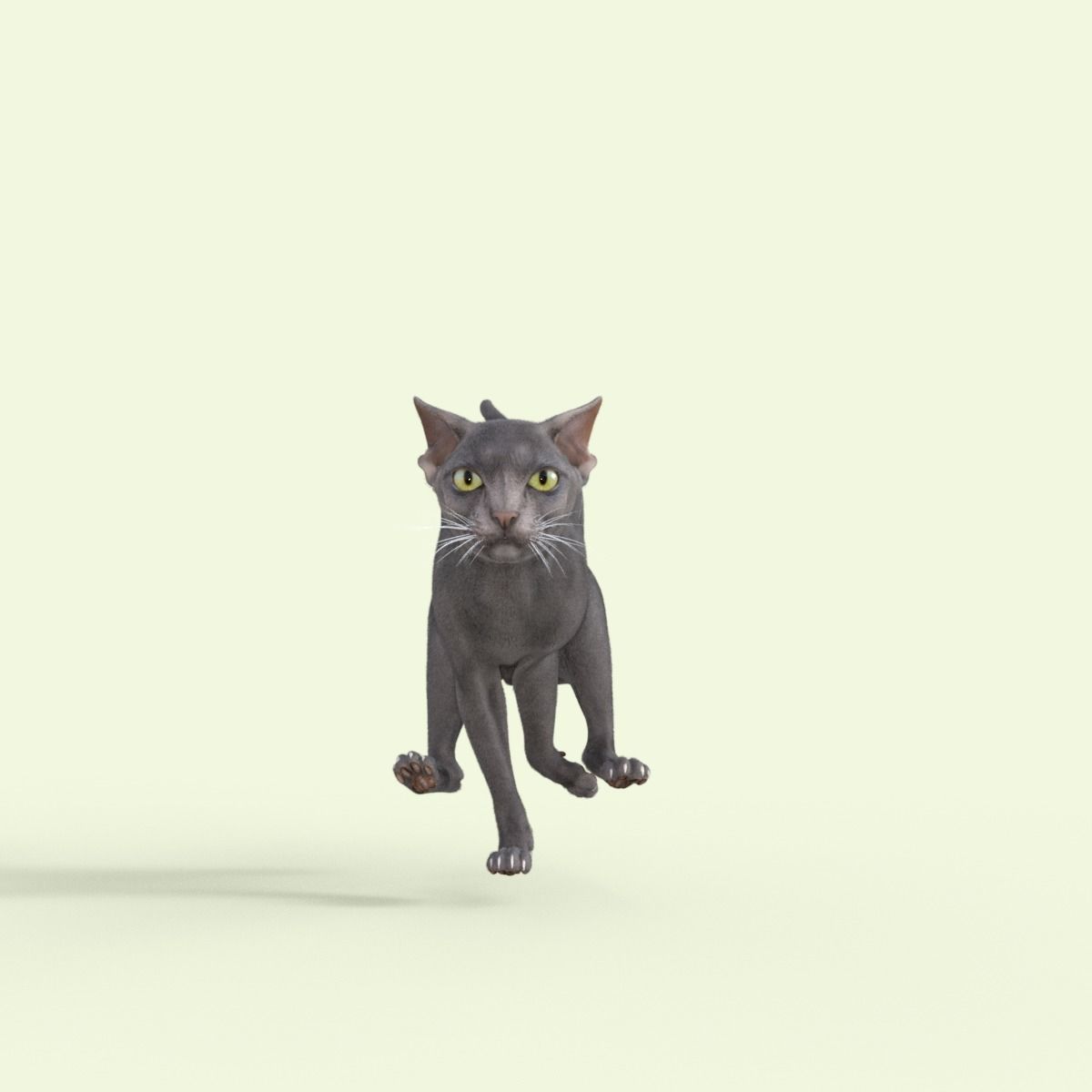 3D Hairless Cat Rigged 3D model_18