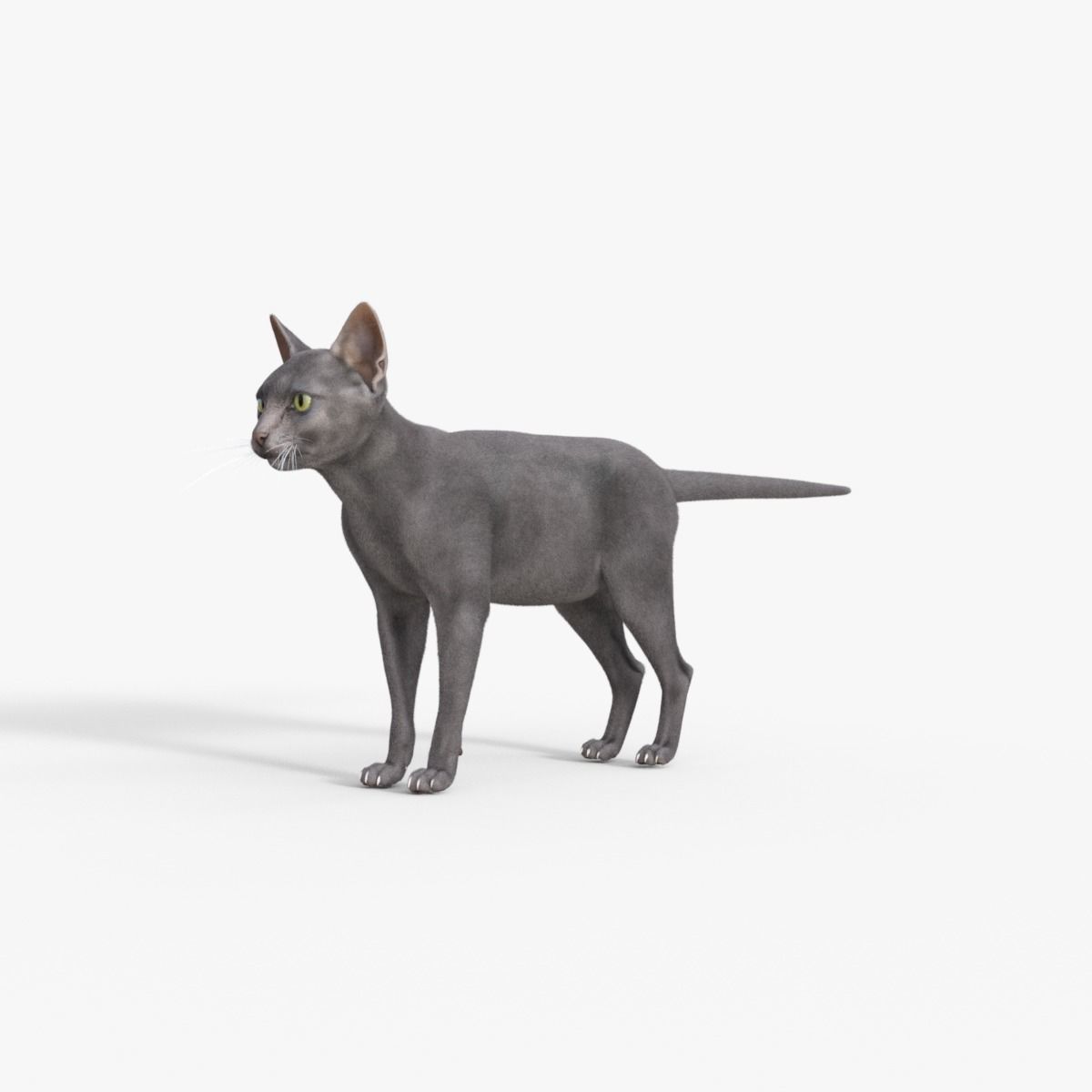 3D Hairless Cat Rigged 3D model_10