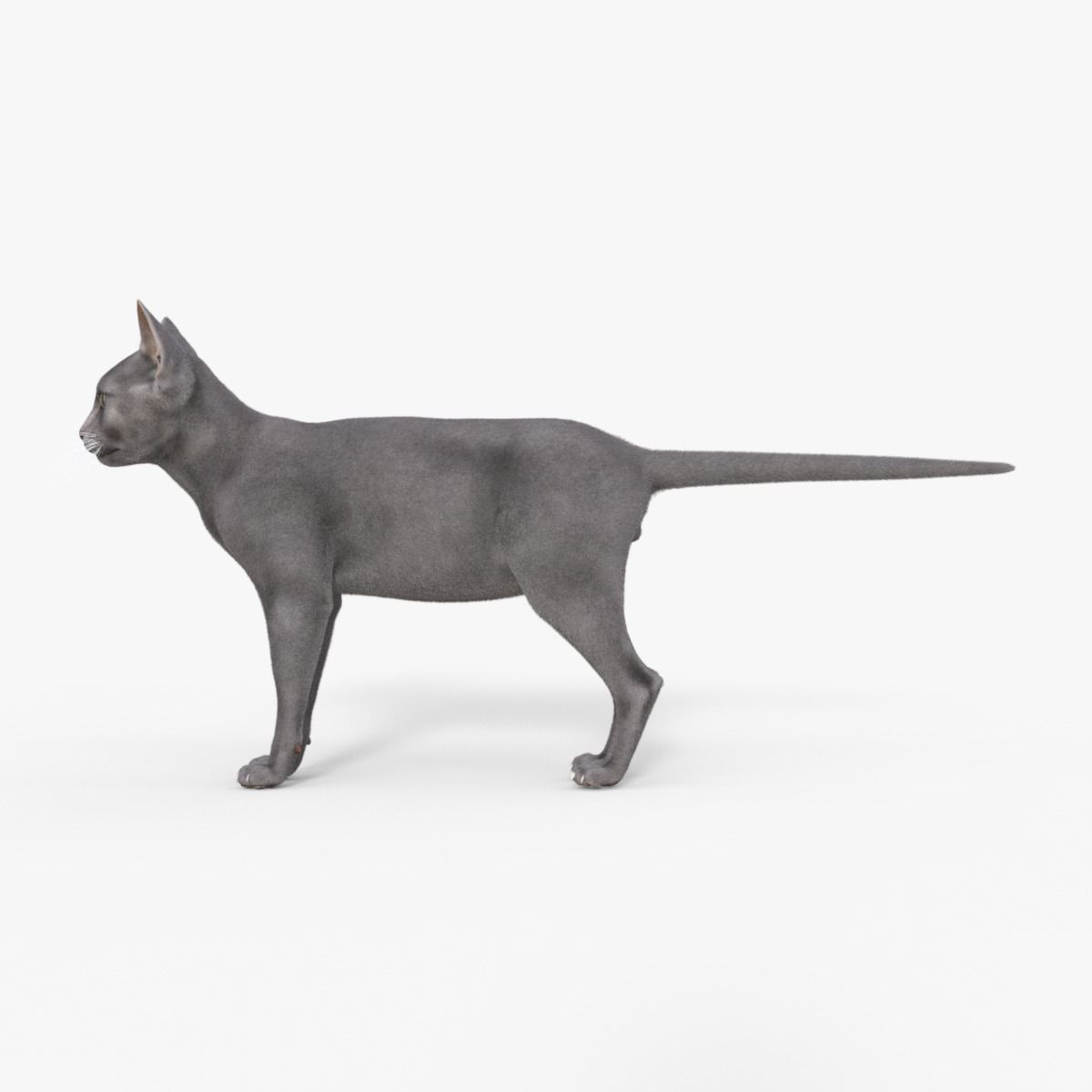 3D Hairless Cat Rigged 3D model_3