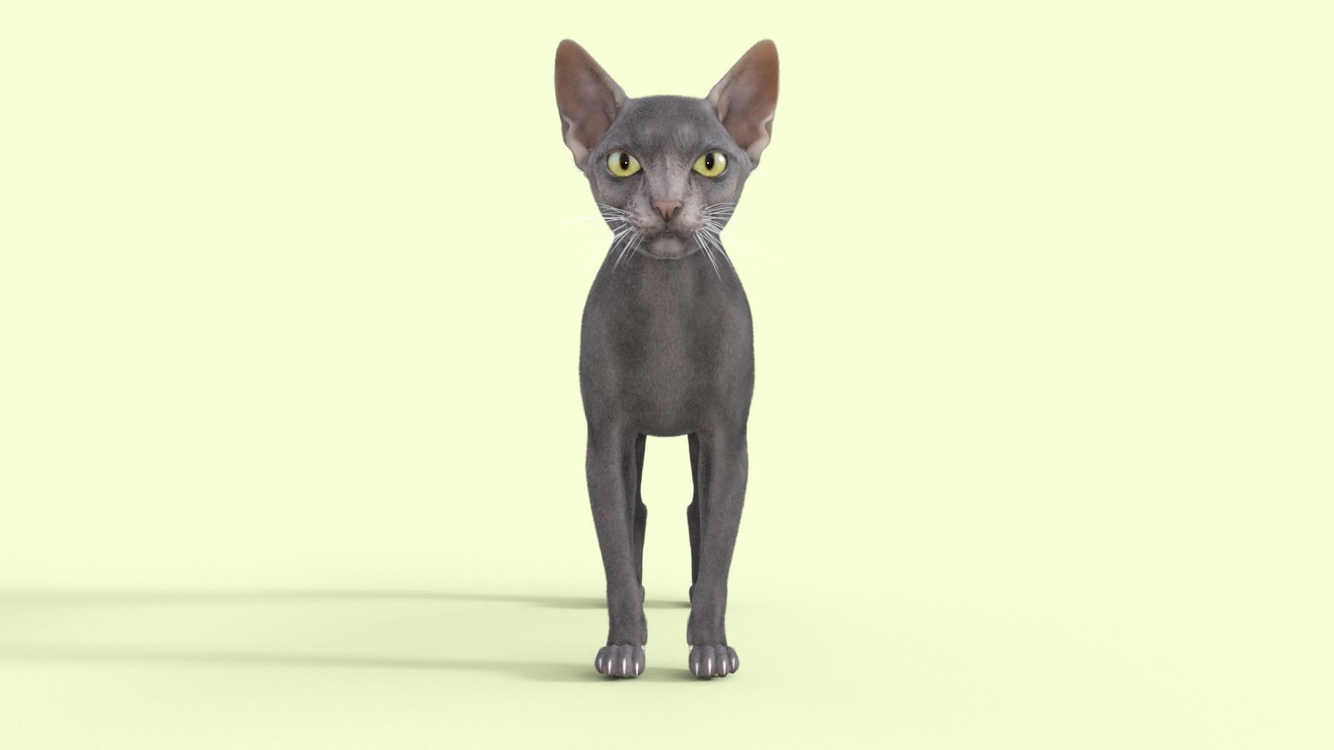 3D Hairless Cat Rigged 3D model_25