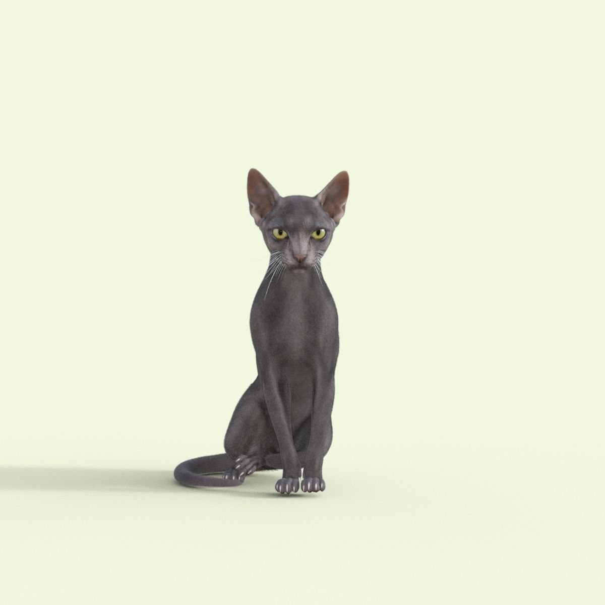 3D Hairless Cat Rigged 3D model_17