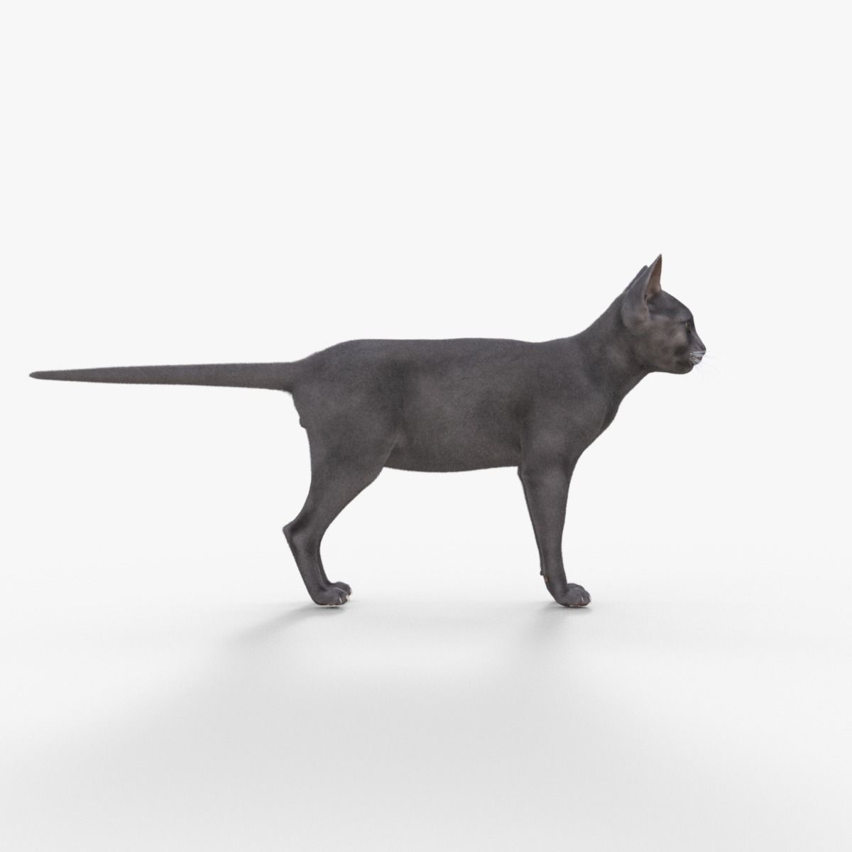 3D Hairless Cat Rigged 3D model_7