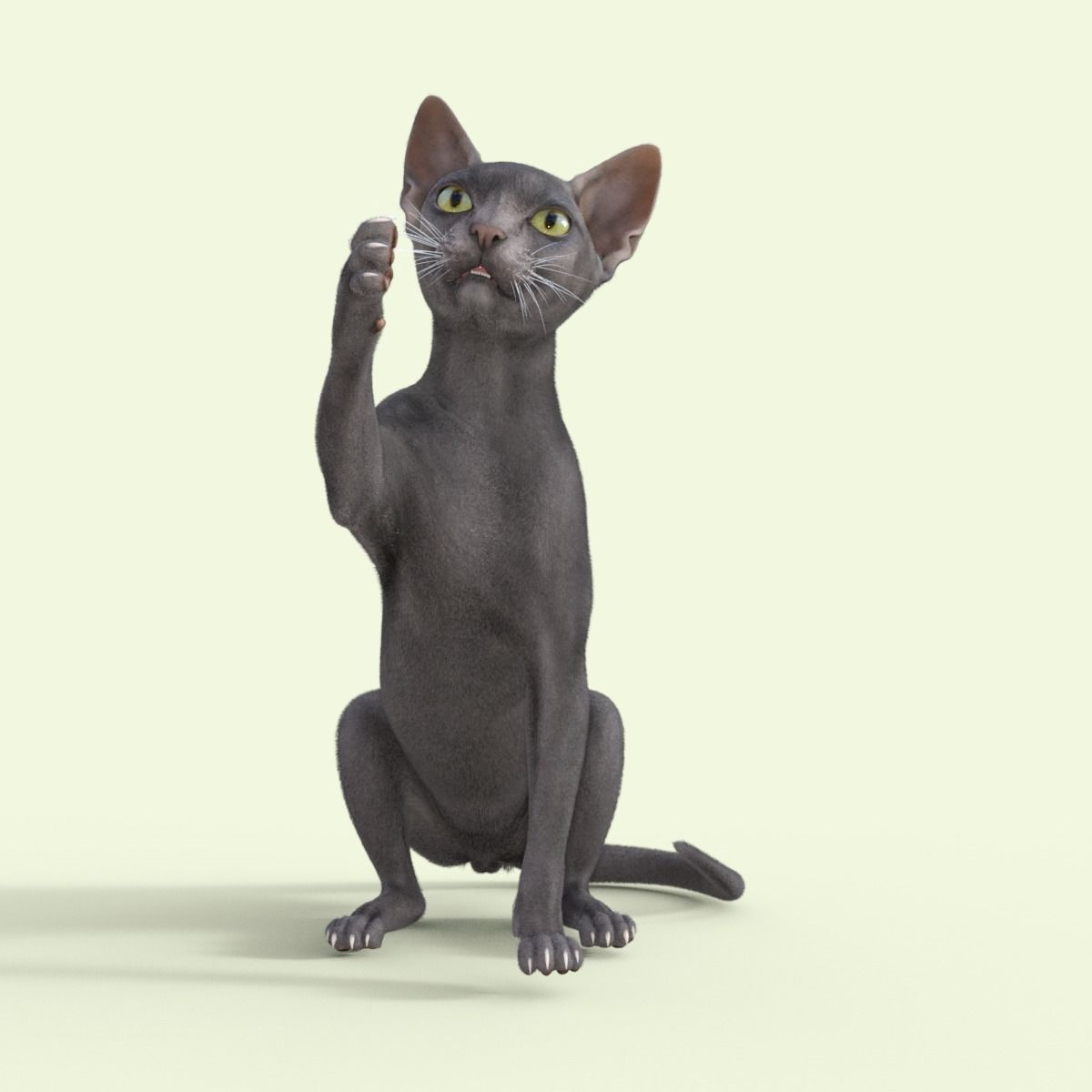 3D Hairless Cat Rigged 3D model_23