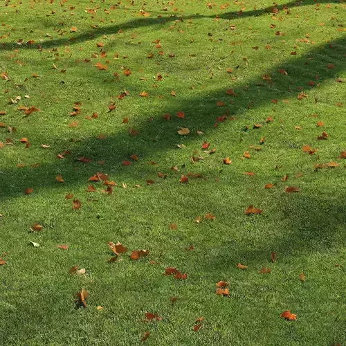 lawn with leaves 2