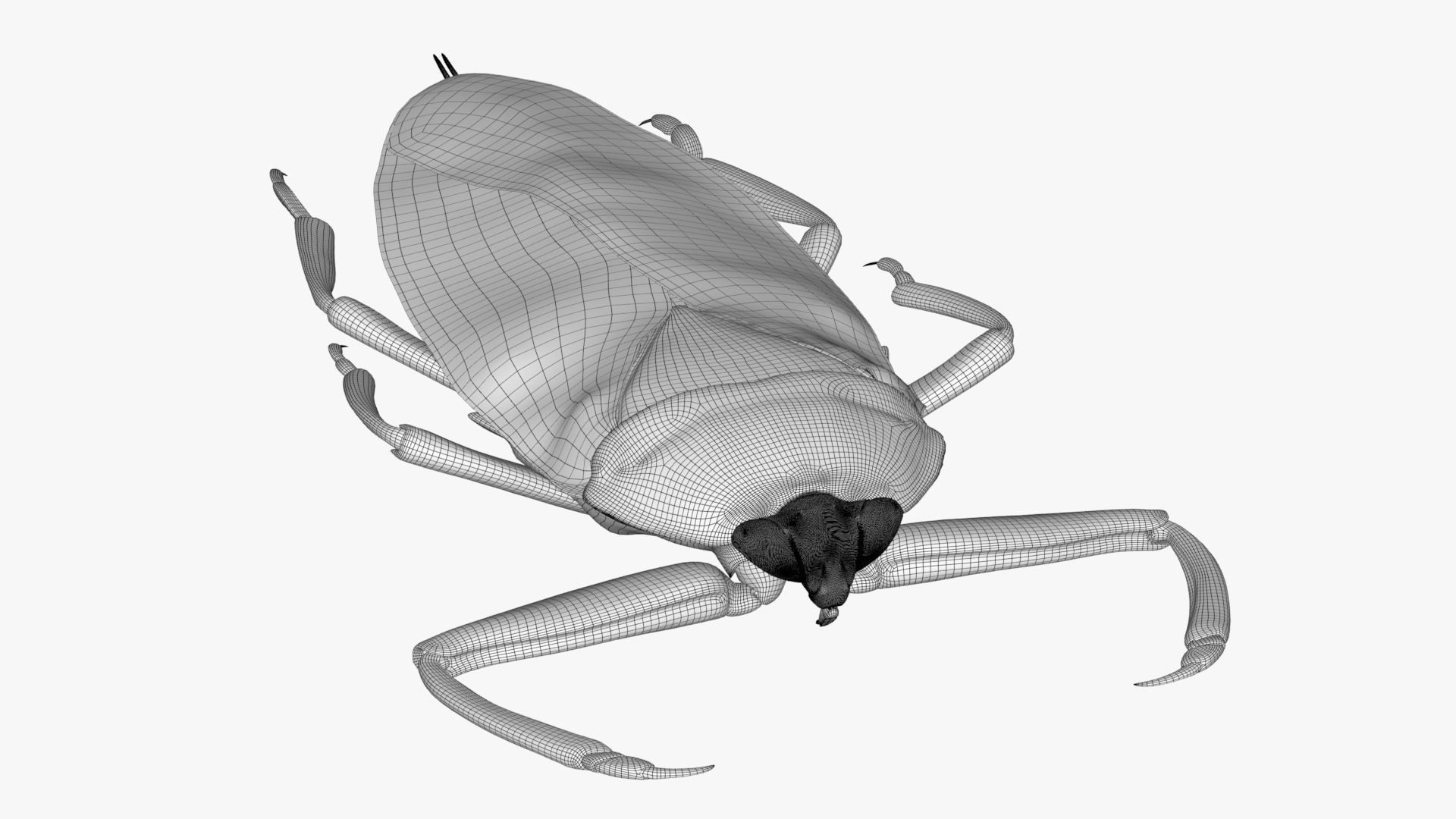 Realistic 8k Textures Giant Water Bug Low-poly 3D model_14