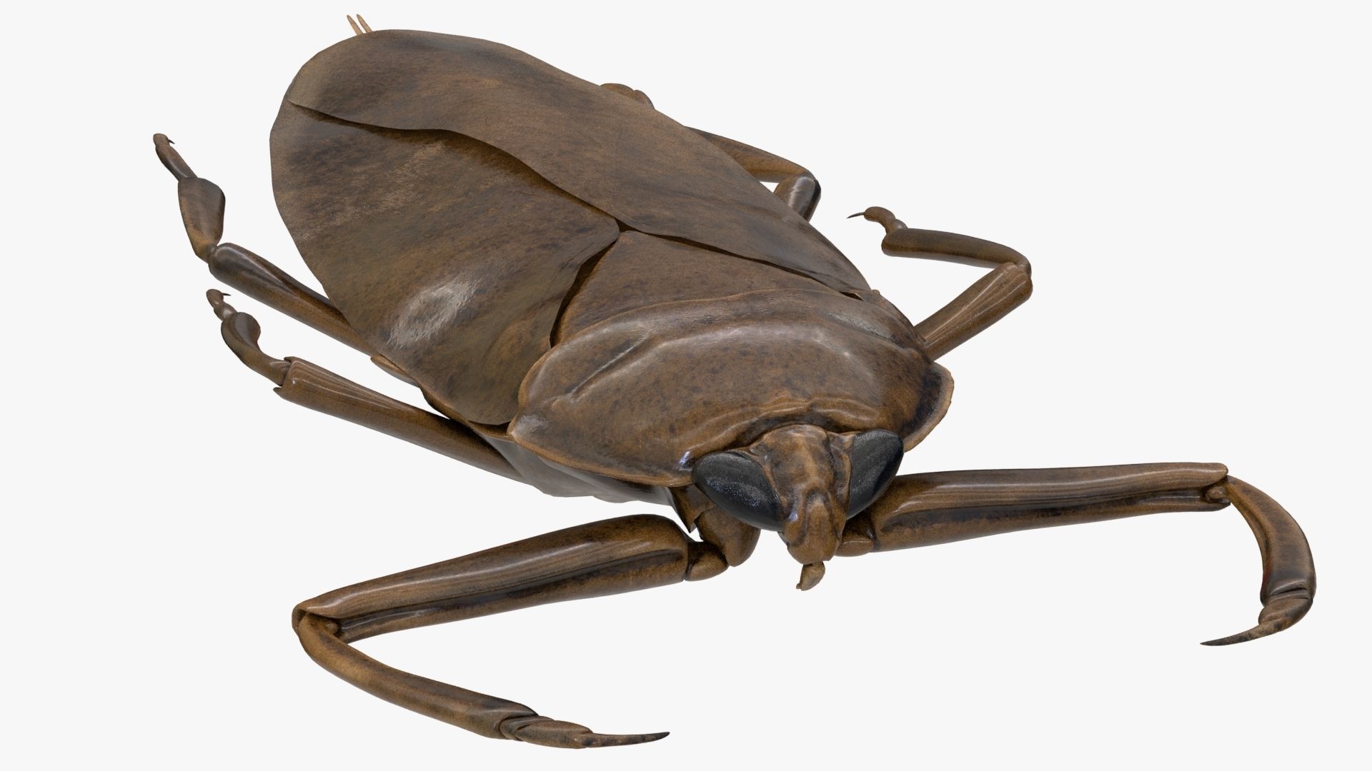 Realistic 8k Textures Giant Water Bug Low-poly 3D model_2