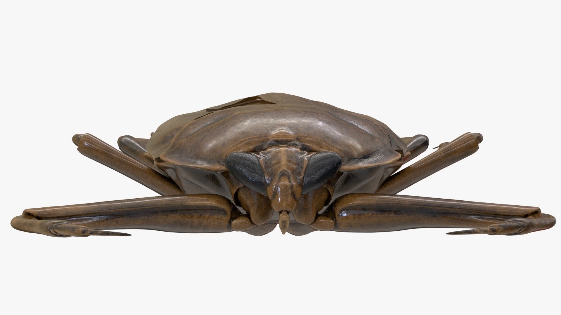 Realistic 8k Textures Giant Water Bug Low-poly 3D model_1
