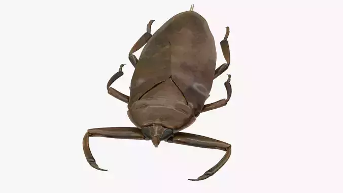 Realistic 8k Textures Giant Water Bug Low-poly 3D model