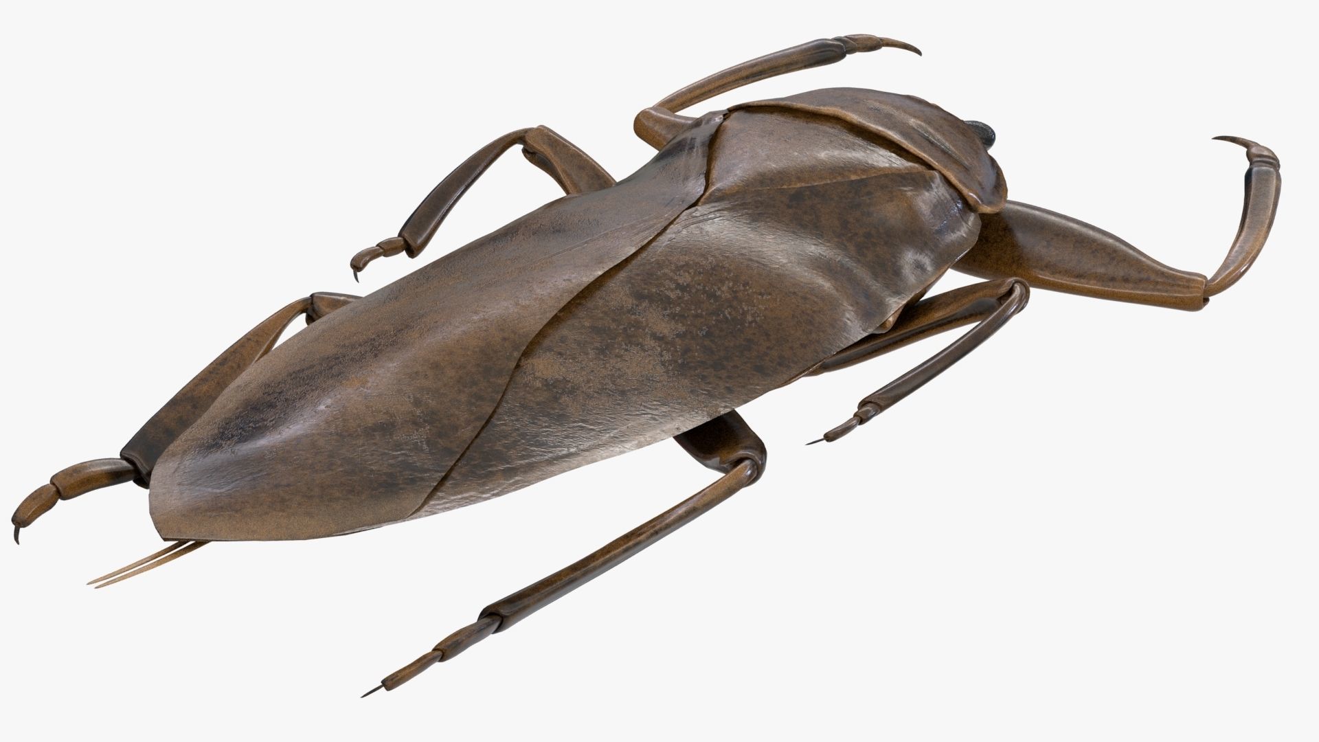Realistic 8k Textures Giant Water Bug Low-poly 3D model_8