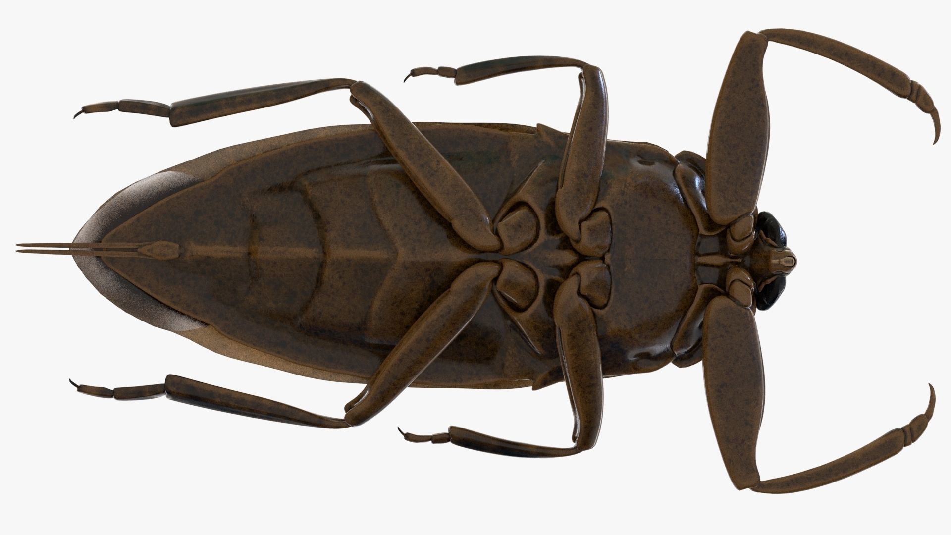 Realistic 8k Textures Giant Water Bug Low-poly 3D model_6