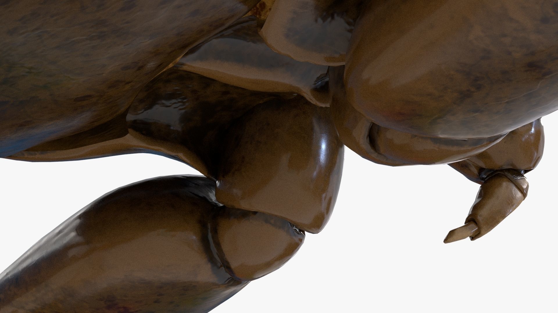 Realistic 8k Textures Giant Water Bug Low-poly 3D model_10