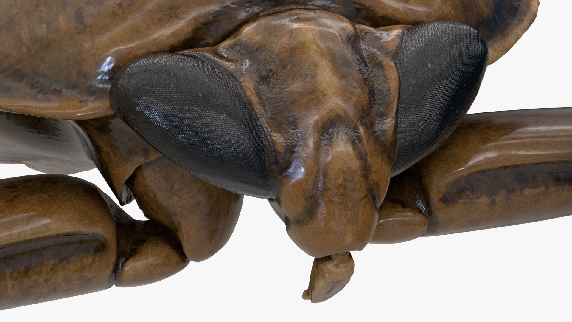 Realistic 8k Textures Giant Water Bug Low-poly 3D model_9