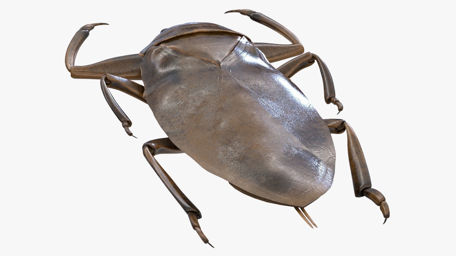 Realistic 8k Textures Giant Water Bug Low-poly 3D model_7
