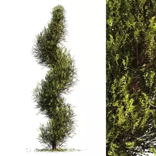 Fut Tree plant 3D model