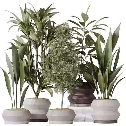 Indoor plant set 52 3D model